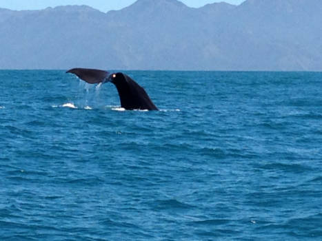 Zuidereiland - Kaikoura