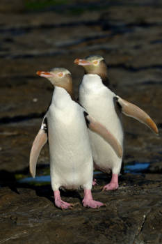 Zuidereiland - Koppel YEP's (Yellow Eyed Penguin)