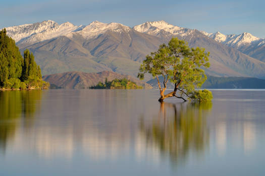 Zuidereiland - Wanaka Tree