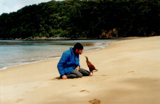 Ulva Island - Close met een Weka :)