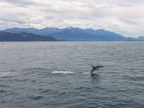 Kaikoura - Dol-fijn!