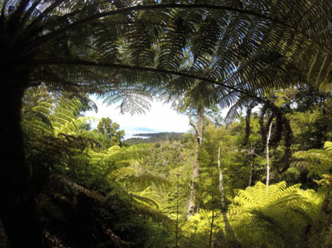 Abel Tasman National Park - Forest...
