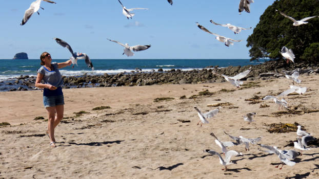 Hot Water Beach - Feeding seagulls in New Zealand