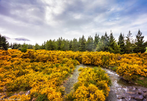 Zuidereiland - November colours