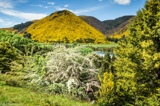 Zuidereiland - November colours westcoast