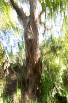 Noordereiland - Speling der natuur