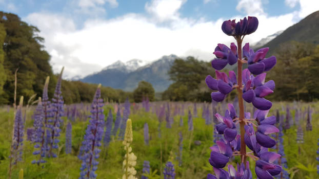 Fiordland National Park - En nog een lupine :)