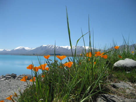 Lake Tekapo - Lente in Lake Tekapo