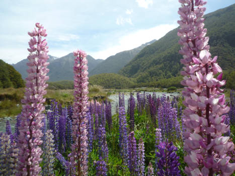Zuidereiland - Flowers at Milford sound