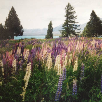 Zuidereiland - Hoeveel lupinen wil je hebben!