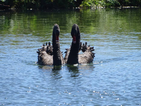Rotorua - Zwanendans op het water