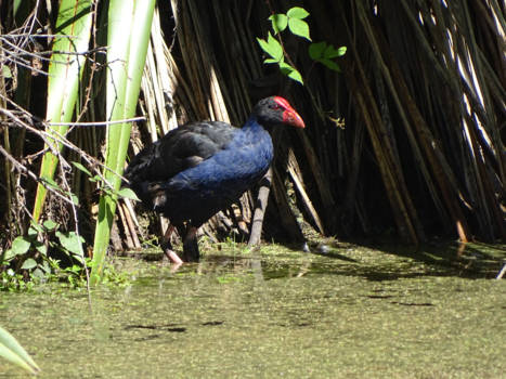 Rotorua - Pukeko