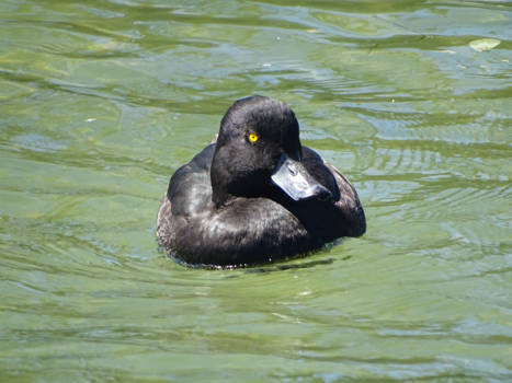Rotorua - Gitzwarte eend