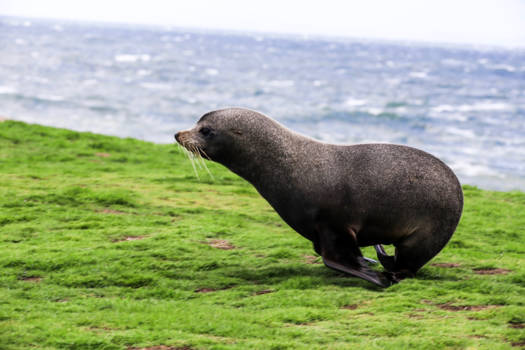Zuidereiland - Zeehond bij Katiki Point