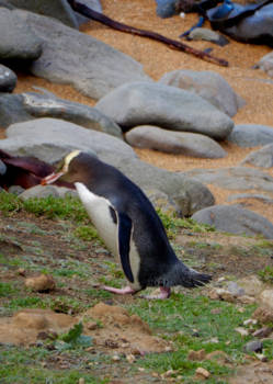 Zuidereiland - Geeloogpinguin bij Katiki Point