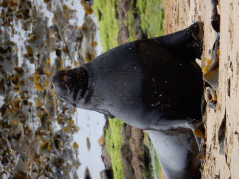 Zuidereiland - Zeeleeuw