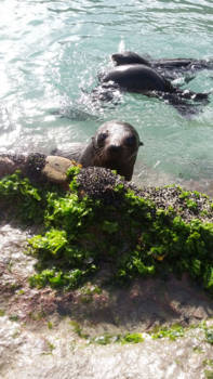 National Aquarium of New Zealand - Deze vrolijke vriend kwam ons gedag zeggen op de golden bay @laat de lente beginnen