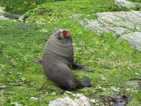 Kaikoura - Fred, the happy posing seal