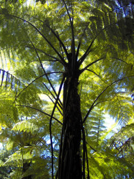 Abel Tasman Coast Track - Silver Fern