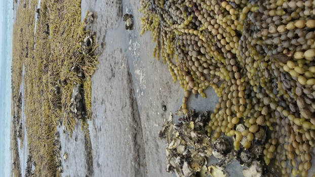 Noordereiland - ONGEREPT en toch vlakbij de stad Auckland