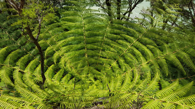 Zuidereiland - nieuw zeelands visitekaartje /een tikkeltje eigenwijs