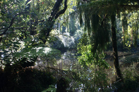 Zuidereiland - .ik hoor nog de stilte in regenwoud NZ
