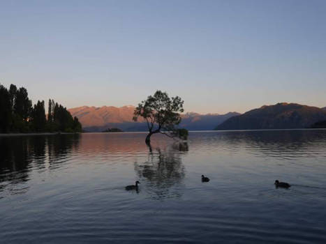 Wanaka - Zonsopgang bij dé wanaka tree