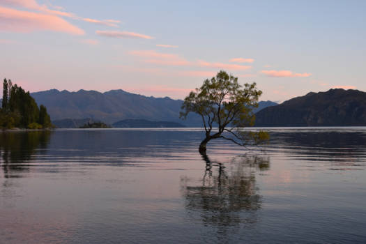 Wanaka - Lake Wanaka Tree