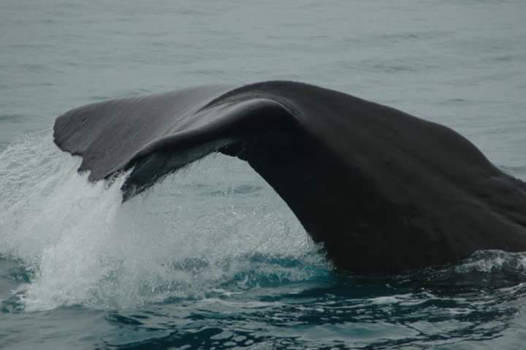 Kaikoura - Spermwhale in New Zealand waters