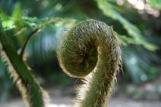Noordereiland - Ontluikende varen in het Wellington Botanic Park