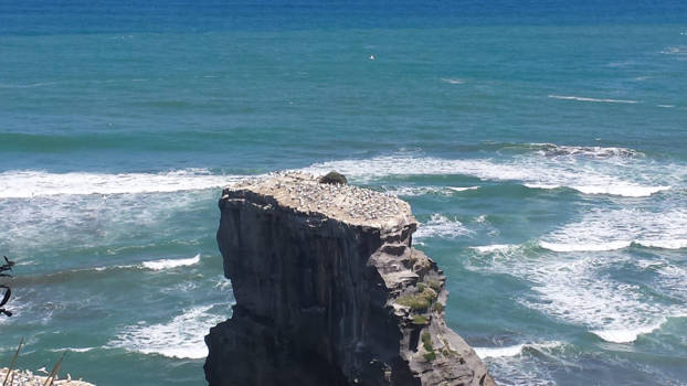 The Official Centre of New Zealand - Jan van Genten met jonkies bij Muriwai Beach