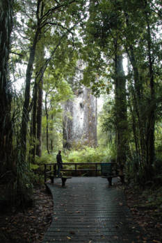 Noordereiland - Te Matua Ngahere, father of the forest. Indrukwekkend....