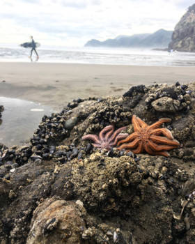 Piha - Sea stars at Piha surf beach ⭐️⭐️