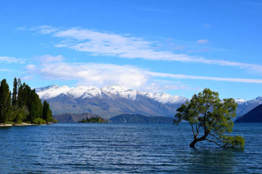 Wanaka - Lonely Tree