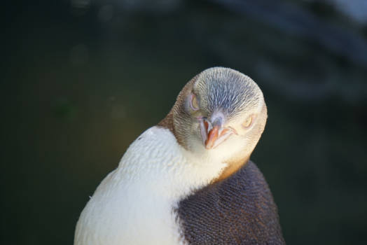 Otago Peninsula - Yellow Eyed Penguin