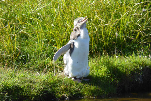 Otago Peninsula - Yellow Eyed Penguin