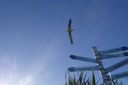 Otago Peninsula - Albatros
