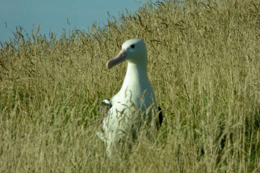 Otago Peninsula - Albatros