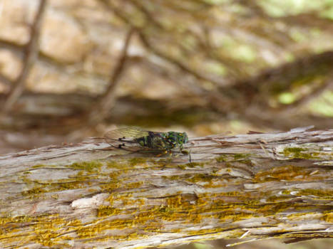 Wai-O-Tapu Thermal Wonderland - Close up insect @ Wai-O-Tapu NZ 2017