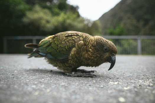 Arthur's Pass National Park - Kea @ Arthur's Pass National Park (door @heyailis - Ailis O'Neill)