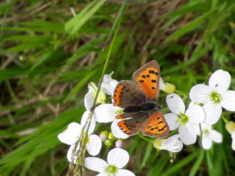 Rondreis Noordereiland in twee weken - Fladderend over hoogveen