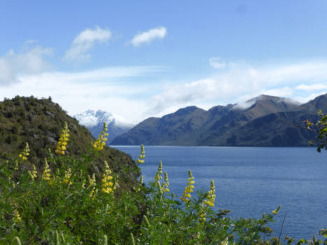 Wanaka - Spring in New Zealand!