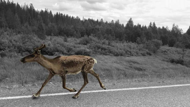 Rondreis Nieuw-Zeeland in zes weken - Lone wanderer