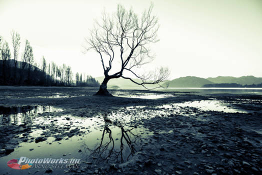 Wanaka - Wanaka tree in winterslaap