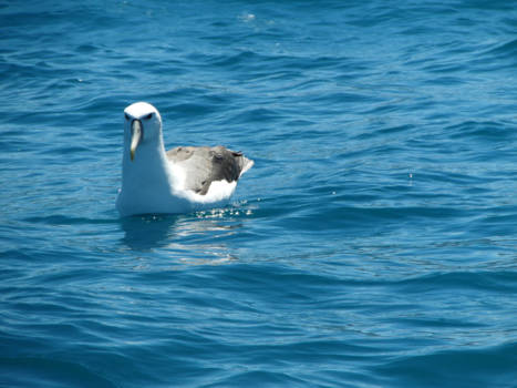 Kaikoura - Albatros
