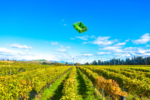 Marlborough & Nelson - Harvest