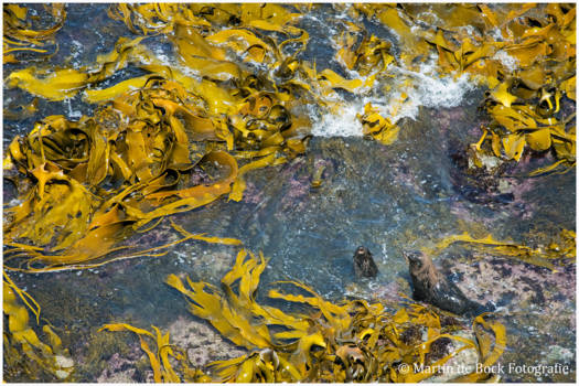 Zuidereiland - Spelende seals bij Nugget's Point