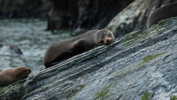 Milford Sound - Powernap.