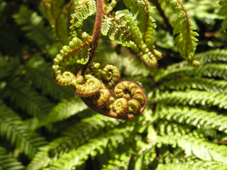 Rondreis Nieuw-Zeeland in zes weken - Koru, i love it !