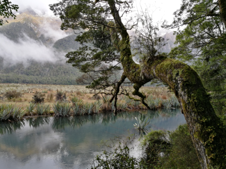 Zuidereiland - Zijpad- en tak bij Mirror Lakes